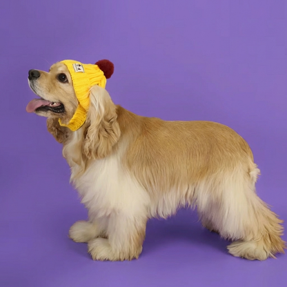Motemas Dog Hat